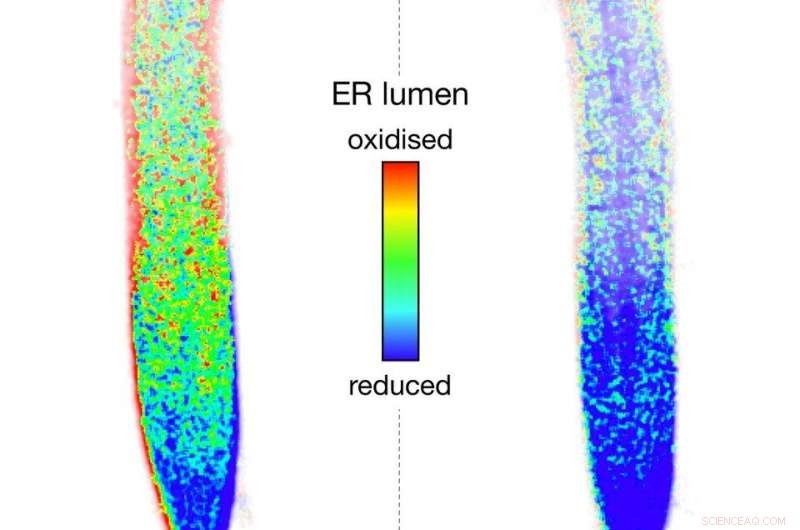 Mitochondrial Health: How Enhanced Capacity Protects Cells Under Stress