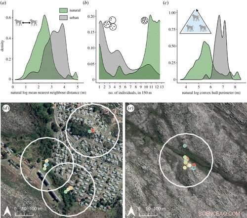 GPS Tracking Reveals Baboon Movement Patterns in Urban Environments