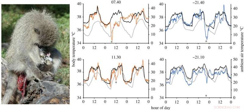 Vervet Monkey Births Linked to Optimal Temperatures: A Study