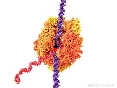RNA Polymerase Evolution: Unraveling a Key Protein Fold