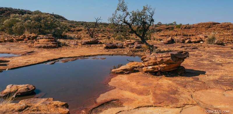 Rainbowfish in the Australian Desert: A Study in Survival