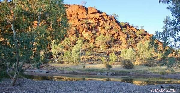 Rainbowfish in the Australian Desert: A Study in Survival