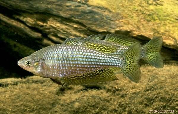 Rainbowfish in the Australian Desert: A Study in Survival