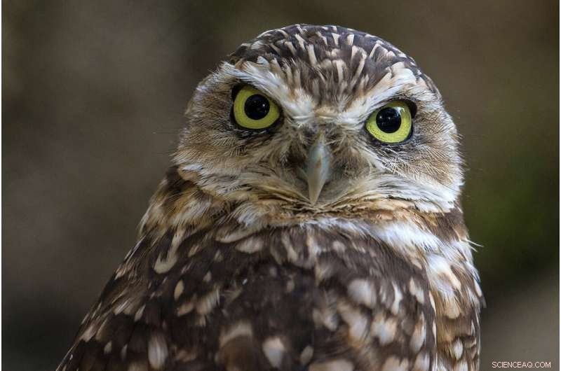 Helping Owls Adapt to New Habitats with Innovative Techniques