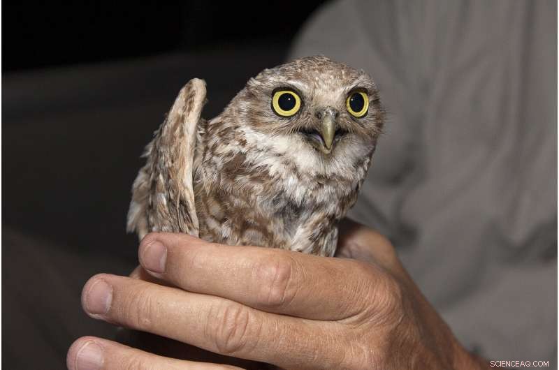 Helping Owls Adapt to New Habitats with Innovative Techniques