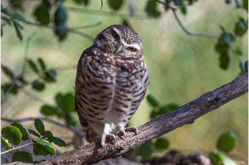 Helping Owls Adapt to New Habitats with Innovative Techniques