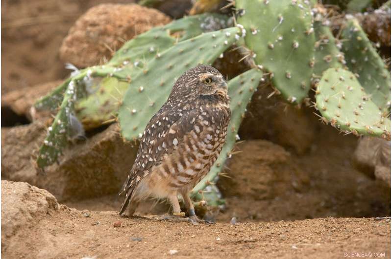 Helping Owls Adapt to New Habitats with Innovative Techniques
