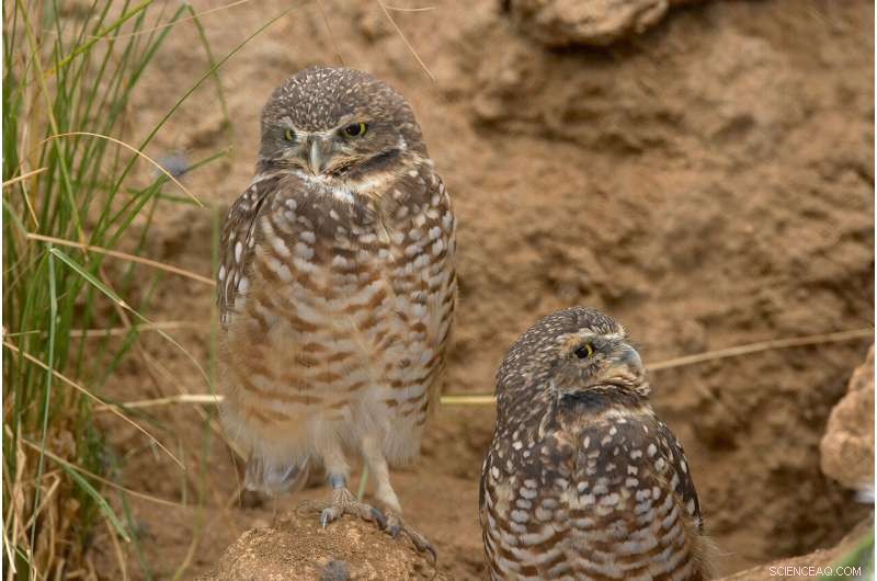Helping Owls Adapt to New Habitats with Innovative Techniques