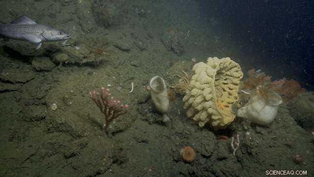 MBARI s New 4K Underwater Camera Reveals Deep-Sea Life in Stunning Detail