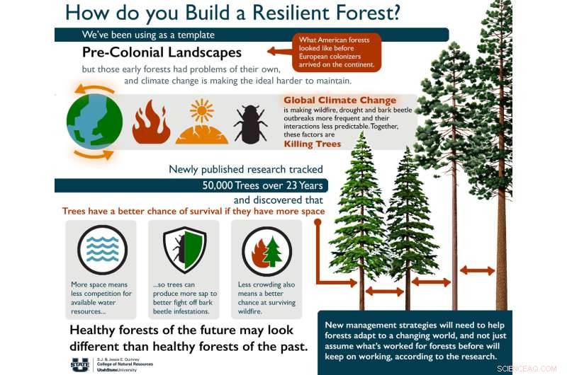 Forest Density & Fire Resilience: Understanding Tree Vulnerability