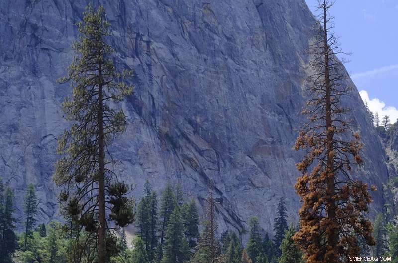 Forest Density & Fire Resilience: Understanding Tree Vulnerability