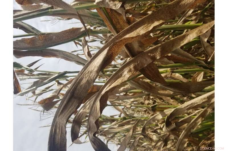 Combating Tar Spot: Collaborative Efforts to Protect Corn Production