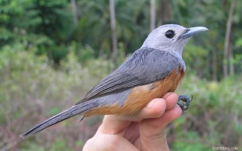 Superb Research Reveals Evolutionary Secrets of Southeast Asian Birds