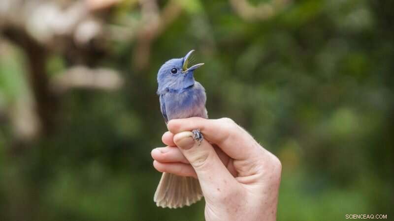 Superb Research Reveals Evolutionary Secrets of Southeast Asian Birds
