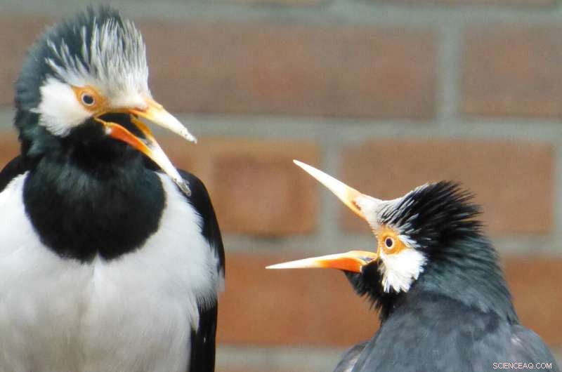 Enhancing Animal Welfare: The Future of Zoo Enrichment