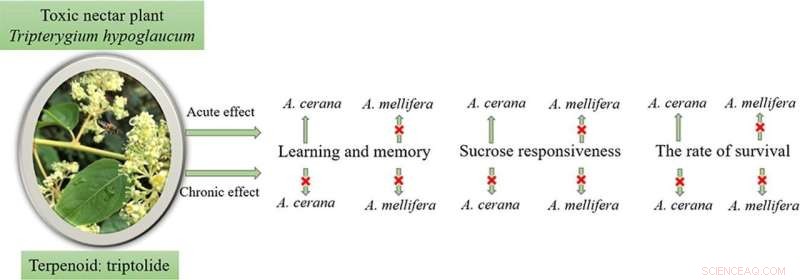 Asian Honeybees Exhibit Superior Toxin Tolerance to European Bees