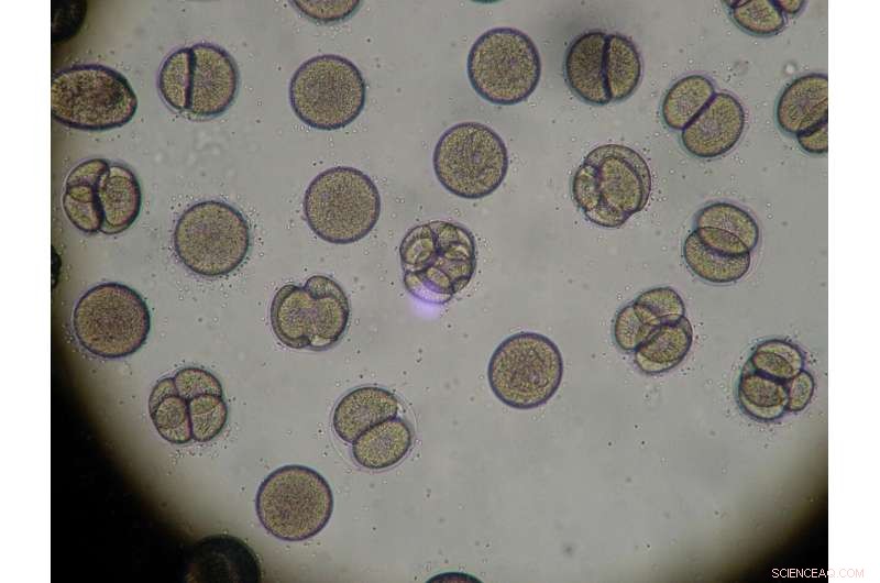 How Repulsive Forces Control Cell Division in Insects