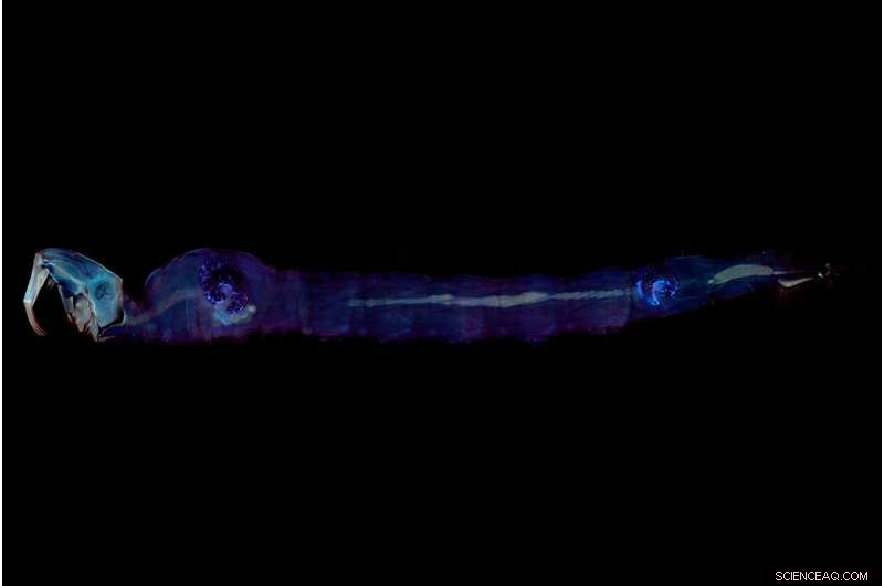 Zoologist Unravels Century-Old Mystery of Glowing Midge