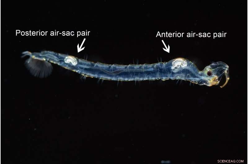 Zoologist Unravels Century-Old Mystery of Glowing Midge