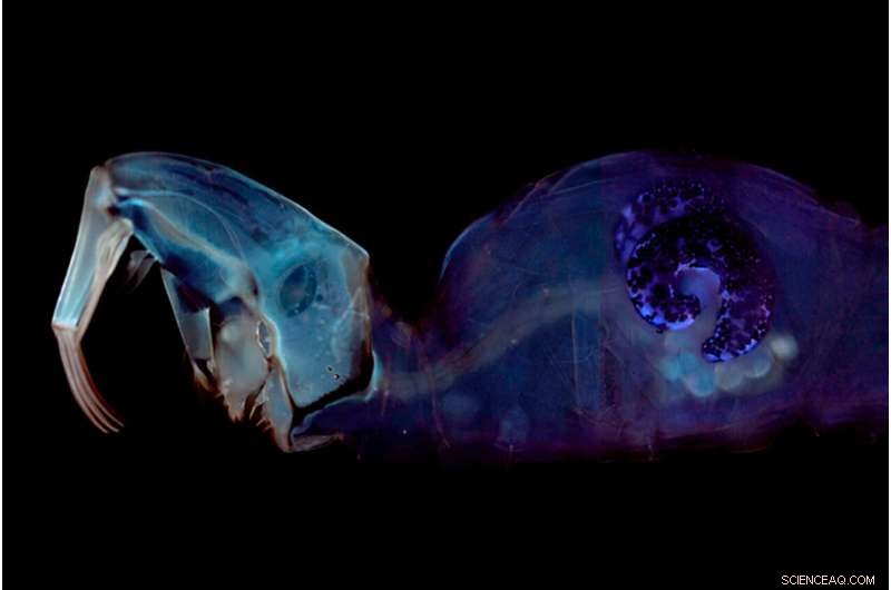 Zoologist Unravels Century-Old Mystery of Glowing Midge