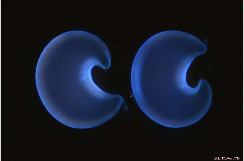 Zoologist Unravels Century-Old Mystery of Glowing Midge