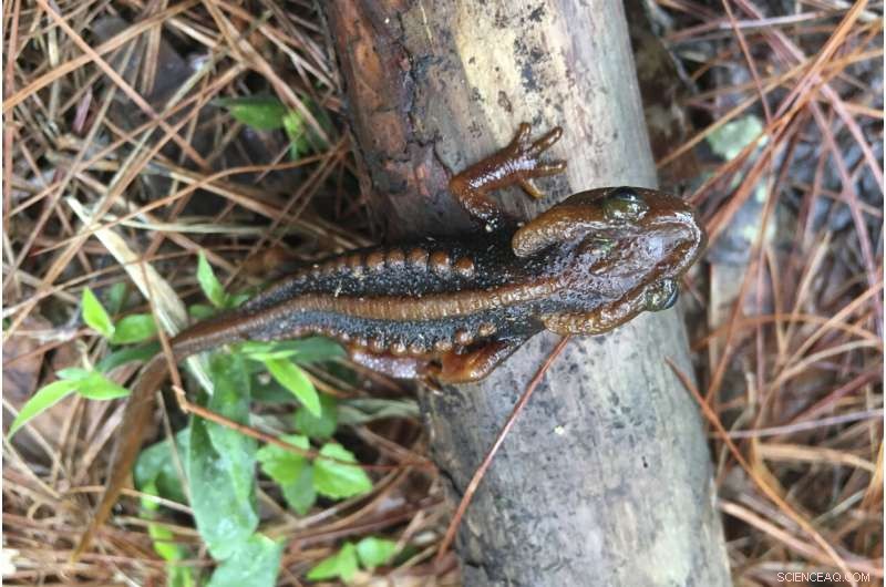 New Species Discovered in Mekong Region: Biodiversity Update