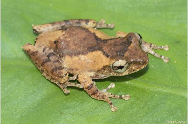 New Species Discovered in Mekong Region: Biodiversity Update