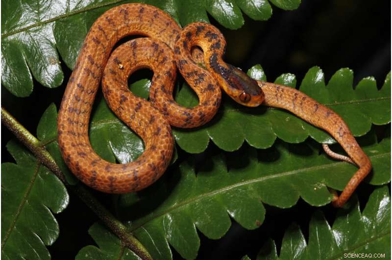 New Species Discovered in Mekong Region: Biodiversity Update