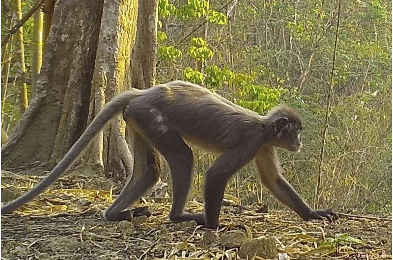 New Species Discovered in Mekong Region: Biodiversity Update