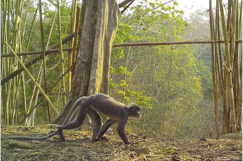 New Species Discovered in Mekong Region: Biodiversity Update
