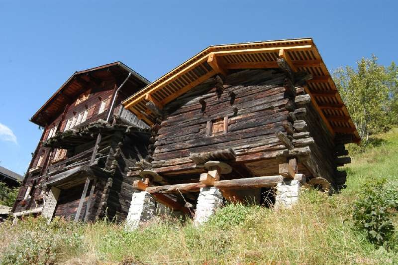 Europe s Economic History Revealed in Ancient Building Timber Data