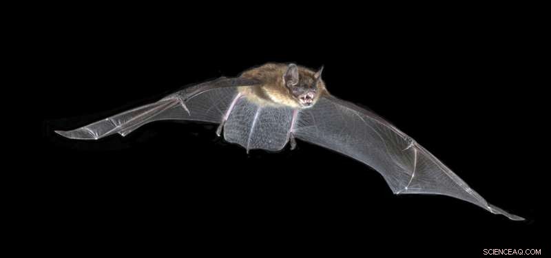 Bat Echolocation: How Inner Ear Structures Differ Across Bat Species