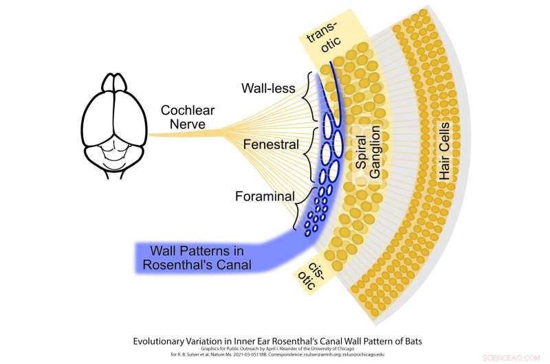 Bat Echolocation: How Inner Ear Structures Differ Across Bat Species