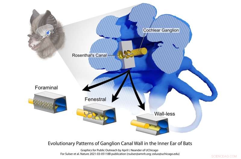 Bat Echolocation: How Inner Ear Structures Differ Across Bat Species