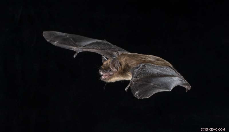Bat Echolocation: How Inner Ear Structures Differ Across Bat Species