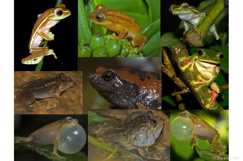 Agroforestry in Tropical Regions: A Haven for Amphibian Conservation