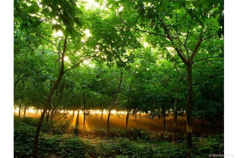 Agroforestry in Tropical Regions: A Haven for Amphibian Conservation