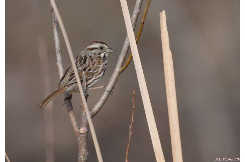 Birdsong Complexity: Song Sparrows Use Playlists to Enhance Singing