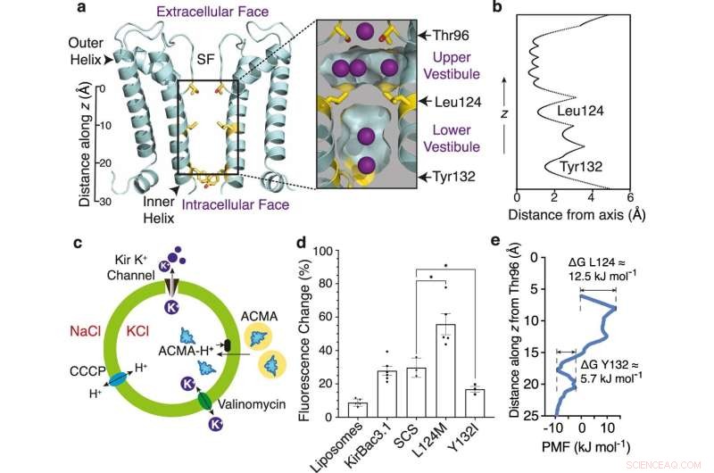 Understanding Ion Conduction Pathways: A Key to Drug Discovery