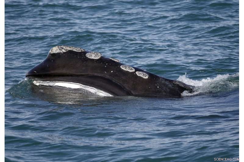 Genetic Testing Offers Hope for North Atlantic Right Whale Conservation