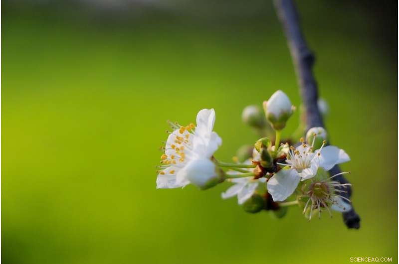 Pollen-Borne Plant Viruses: A Surprising Threat to Crop Health