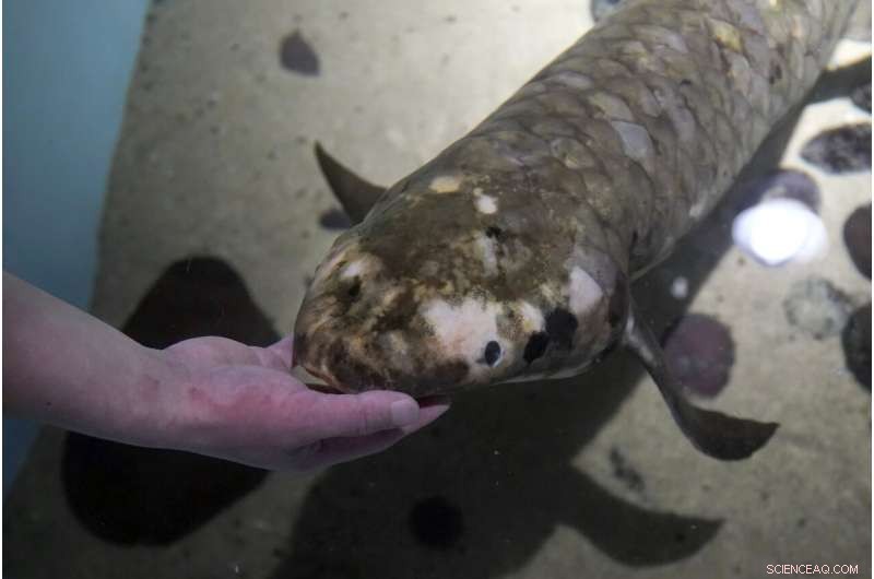 Methuselah: The World s Oldest Living Aquarium Fish at California Academy of Sciences