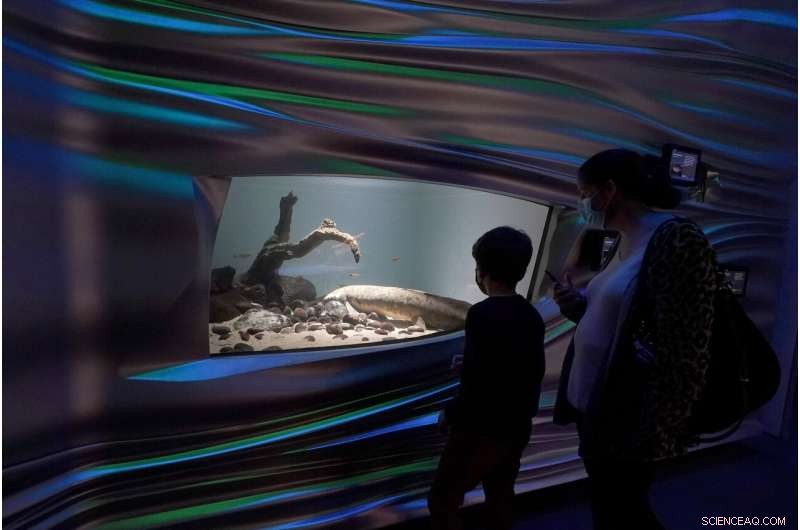 Methuselah: The World s Oldest Living Aquarium Fish at California Academy of Sciences