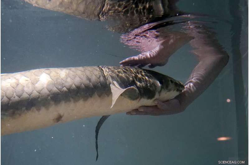 Methuselah: The World s Oldest Living Aquarium Fish at California Academy of Sciences