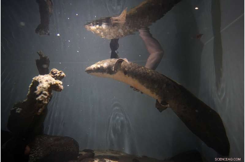 Methuselah: The World s Oldest Living Aquarium Fish at California Academy of Sciences