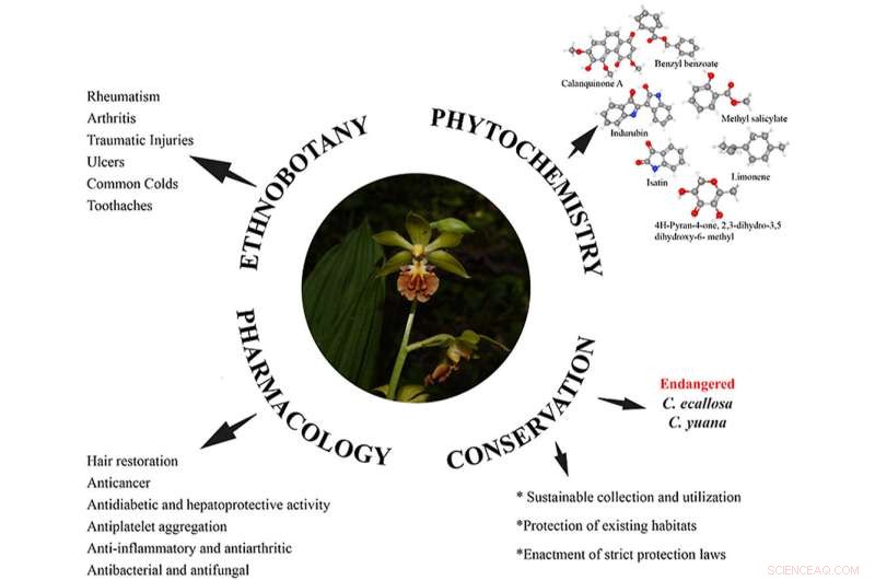 Calanthe: Ethnobotany, Chemistry, Pharmacology & Conservation of a Diverse Orchid Genus