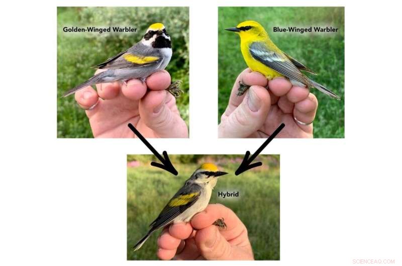 Warbler Genome Research Reveals Coloration Genetics