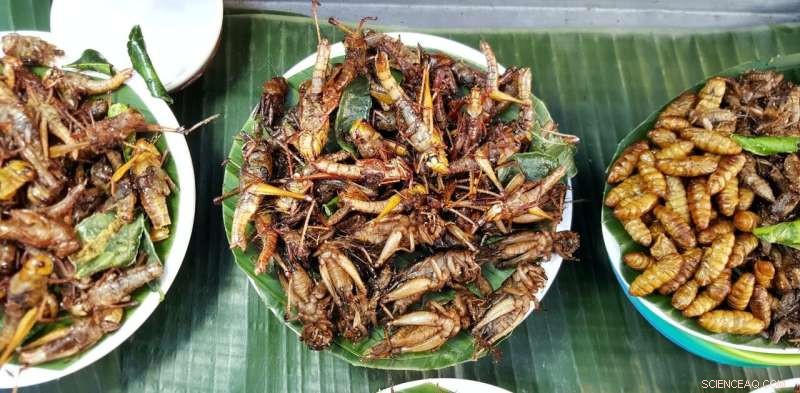 Australian Attitudes Towards Eating Insects: A Survey Reveals Surprising Insights