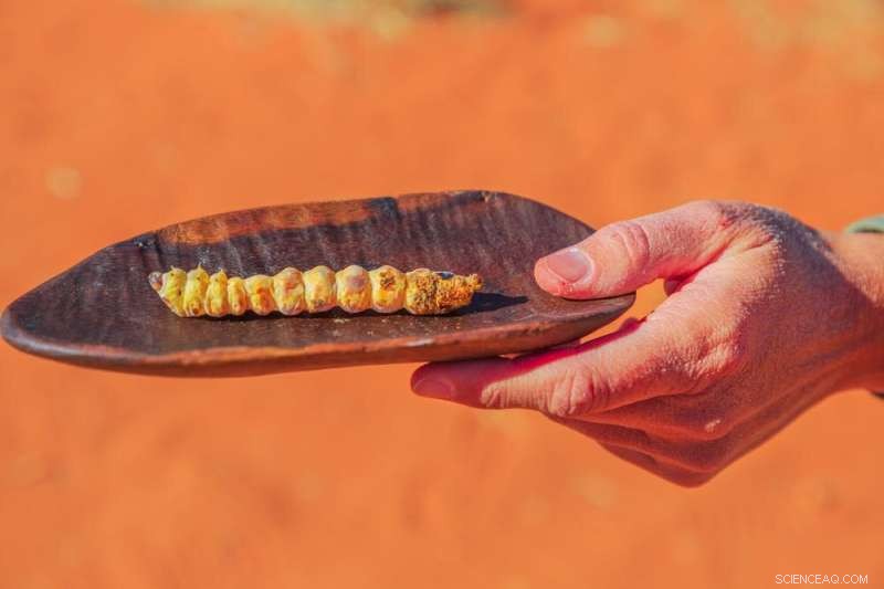 Australian Attitudes Towards Eating Insects: A Survey Reveals Surprising Insights