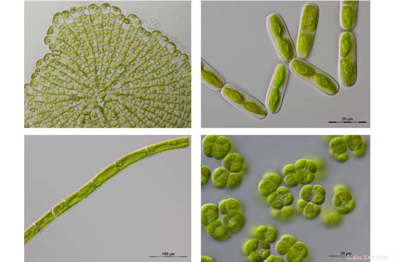 Genome Atlas: Advancing Biodiversity Rescue in Europe